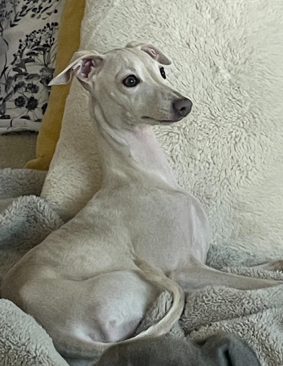 Amorina des pinschboules