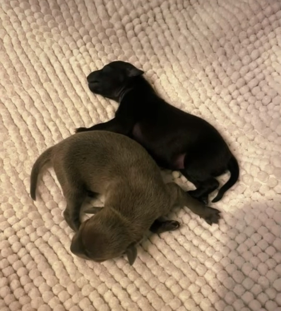 Chiot Petit Levrier Italien De La Forêt De Pont-Royal