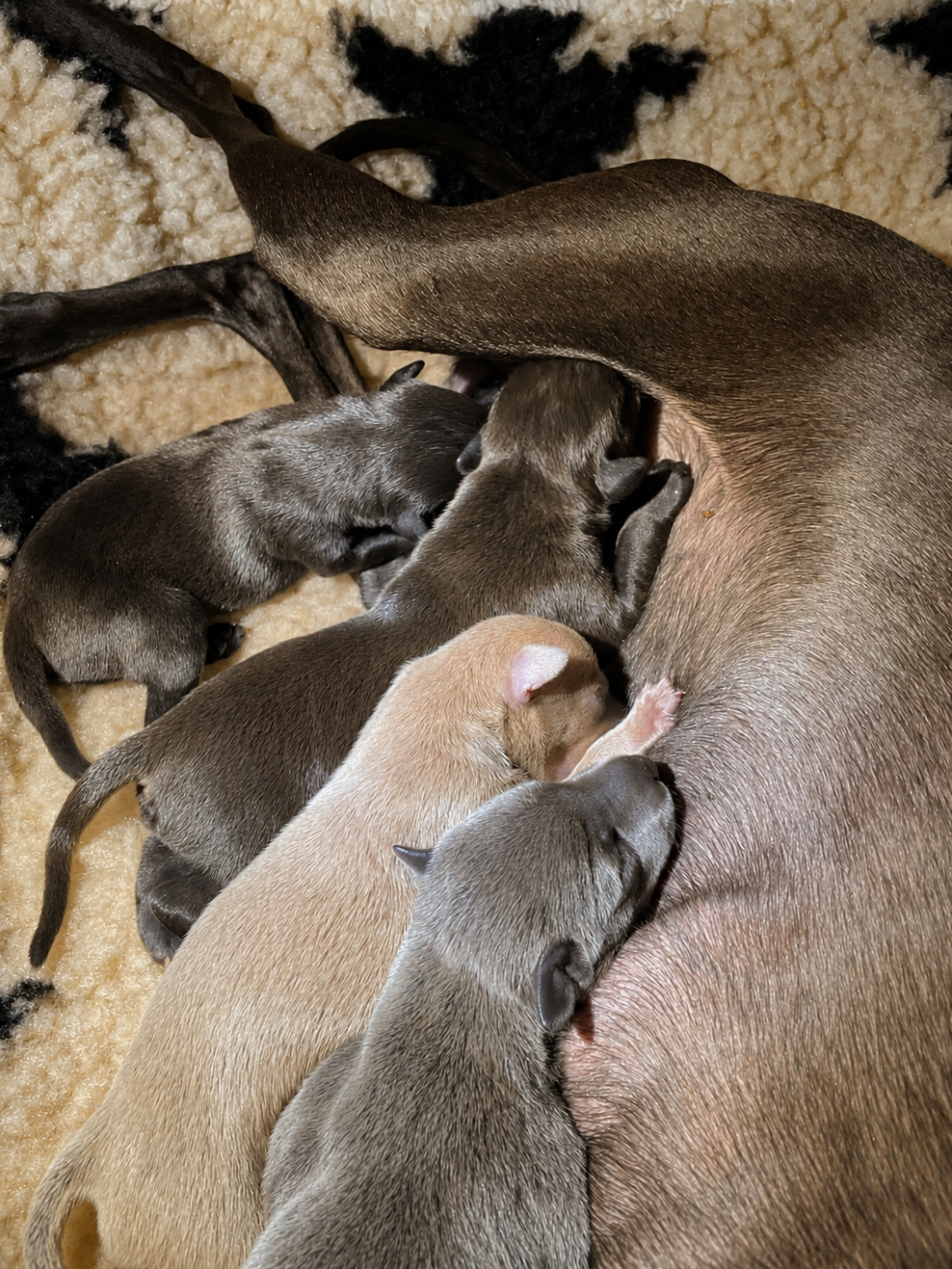 Chiot Petit Levrier Italien De La Forêt De Pont-Royal