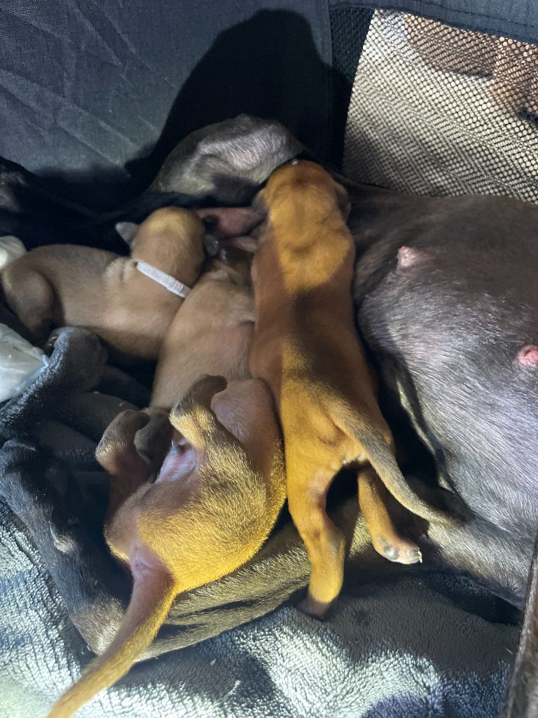 Chiot Petit Levrier Italien De La Forêt De Pont-Royal