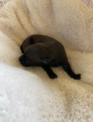 CHIOT 1