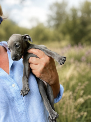 CHIOT 3