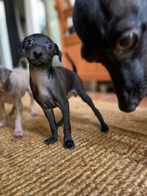 CHIOT 4