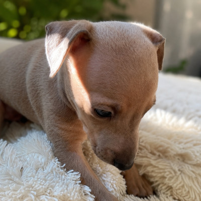 CHIOT 2