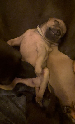 CHIOT 5