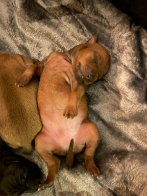 CHIOT 4