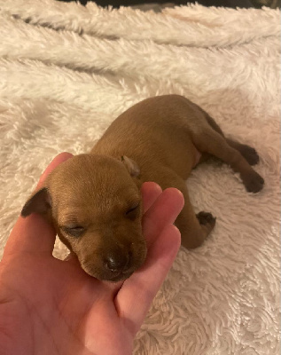 CHIOT 1