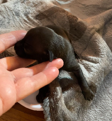CHIOT 6